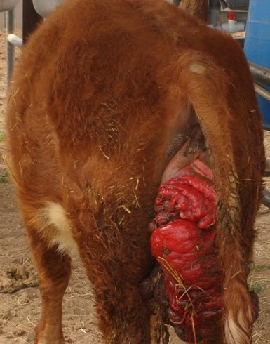 Bovine prolapsed uterus - Bethany mini-Hereford Cow - Feb. 2009 - Phoenix, AZ USA